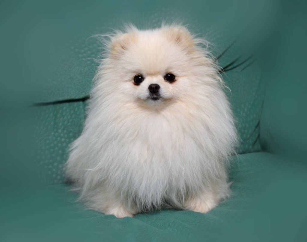 Roza rafaela Luxurypom's Best